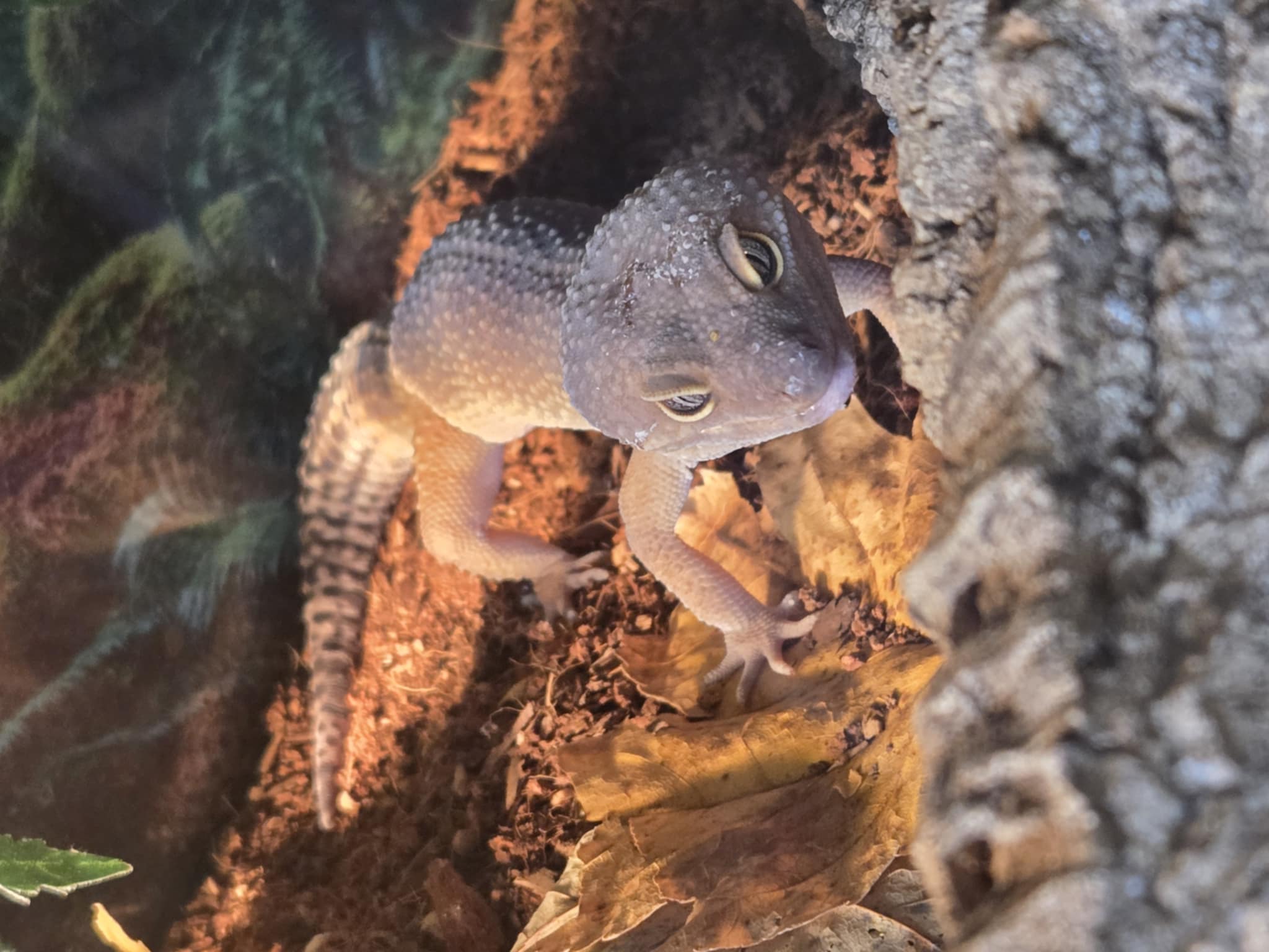 Gino