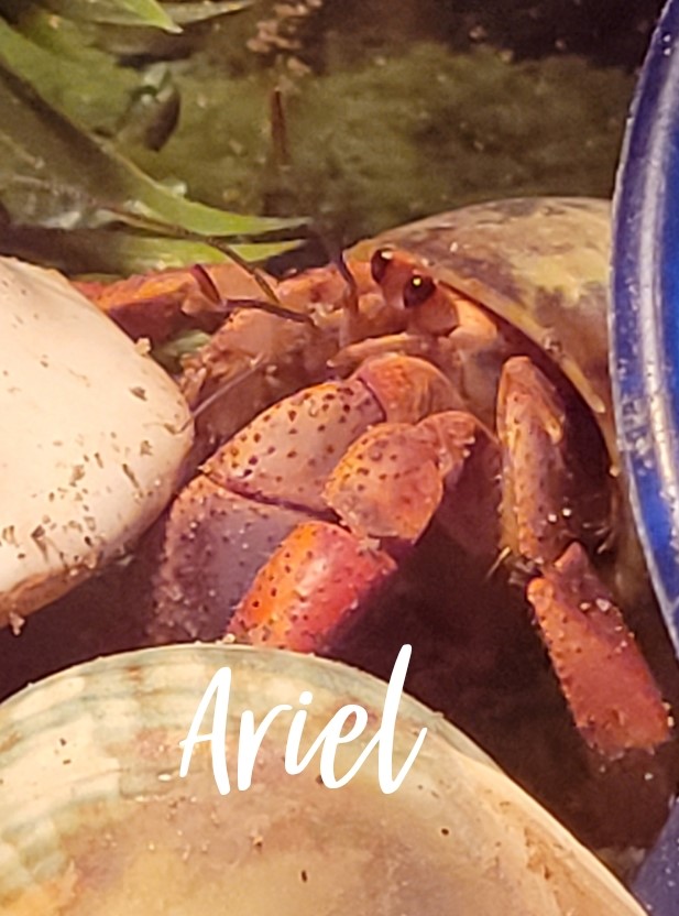 HC- Ariel