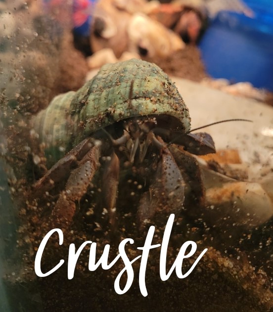 HC – Crustle