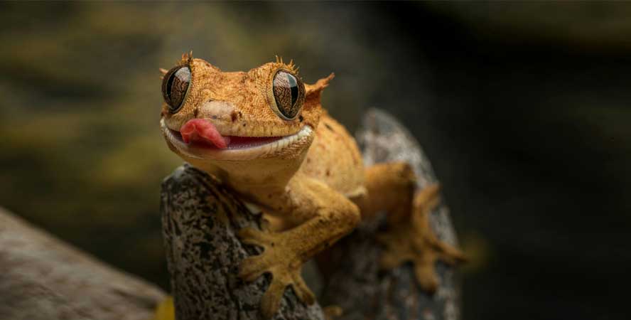 Crazy Reptiles Mauricie - Refuge animalier