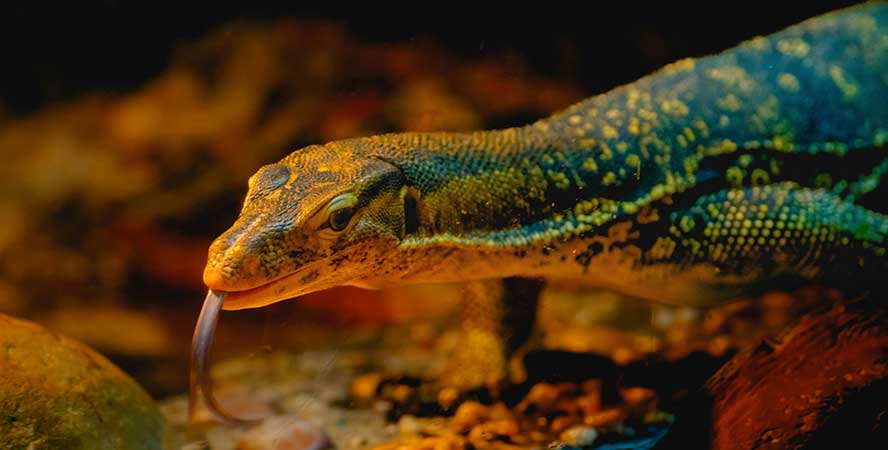 Crazy Reptiles Mauricie - Refuge animalier