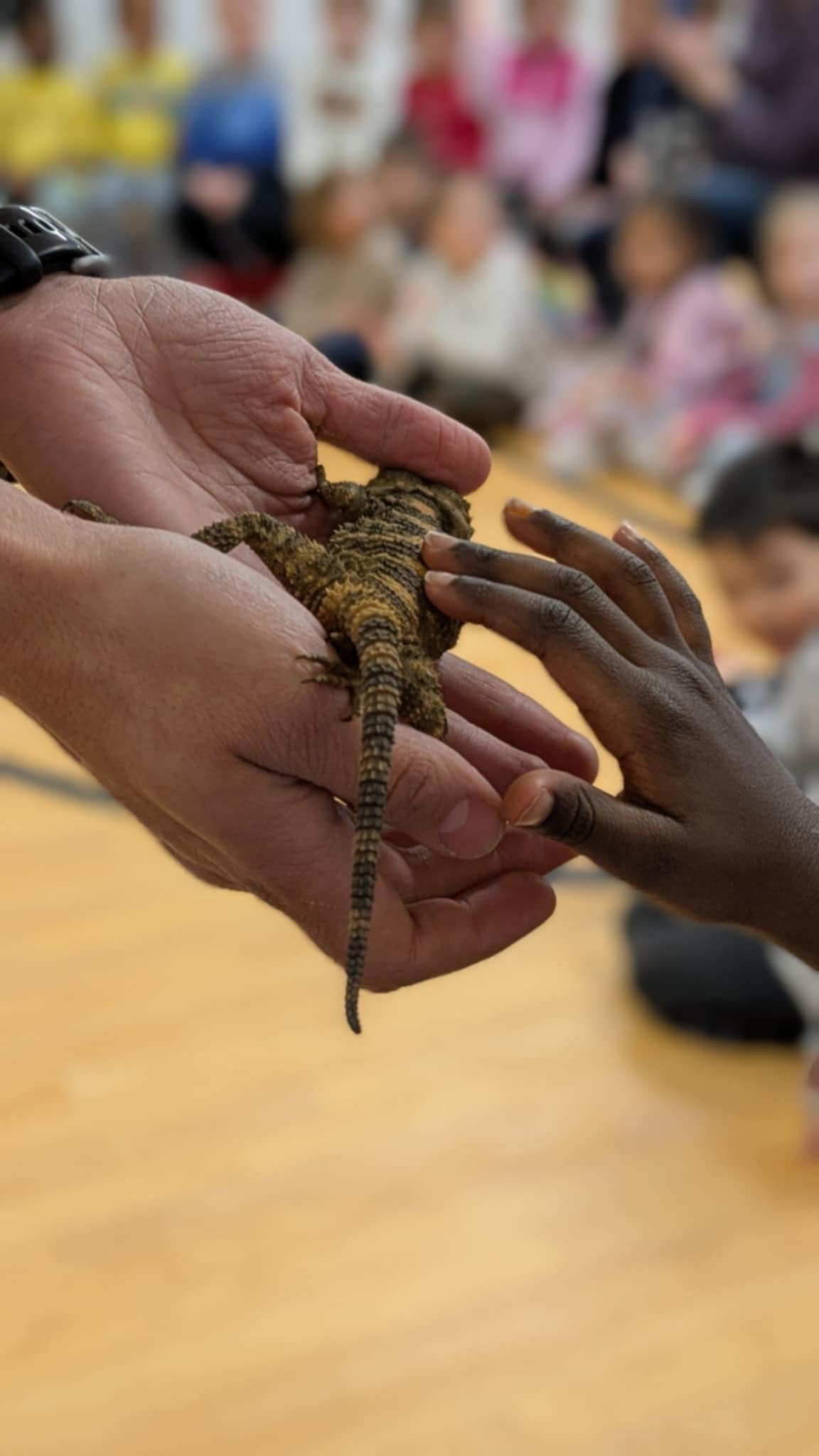 Crazy Reptiles Mauricie en tournée Crazy Reptiles Mauricie - Refuge animalier
