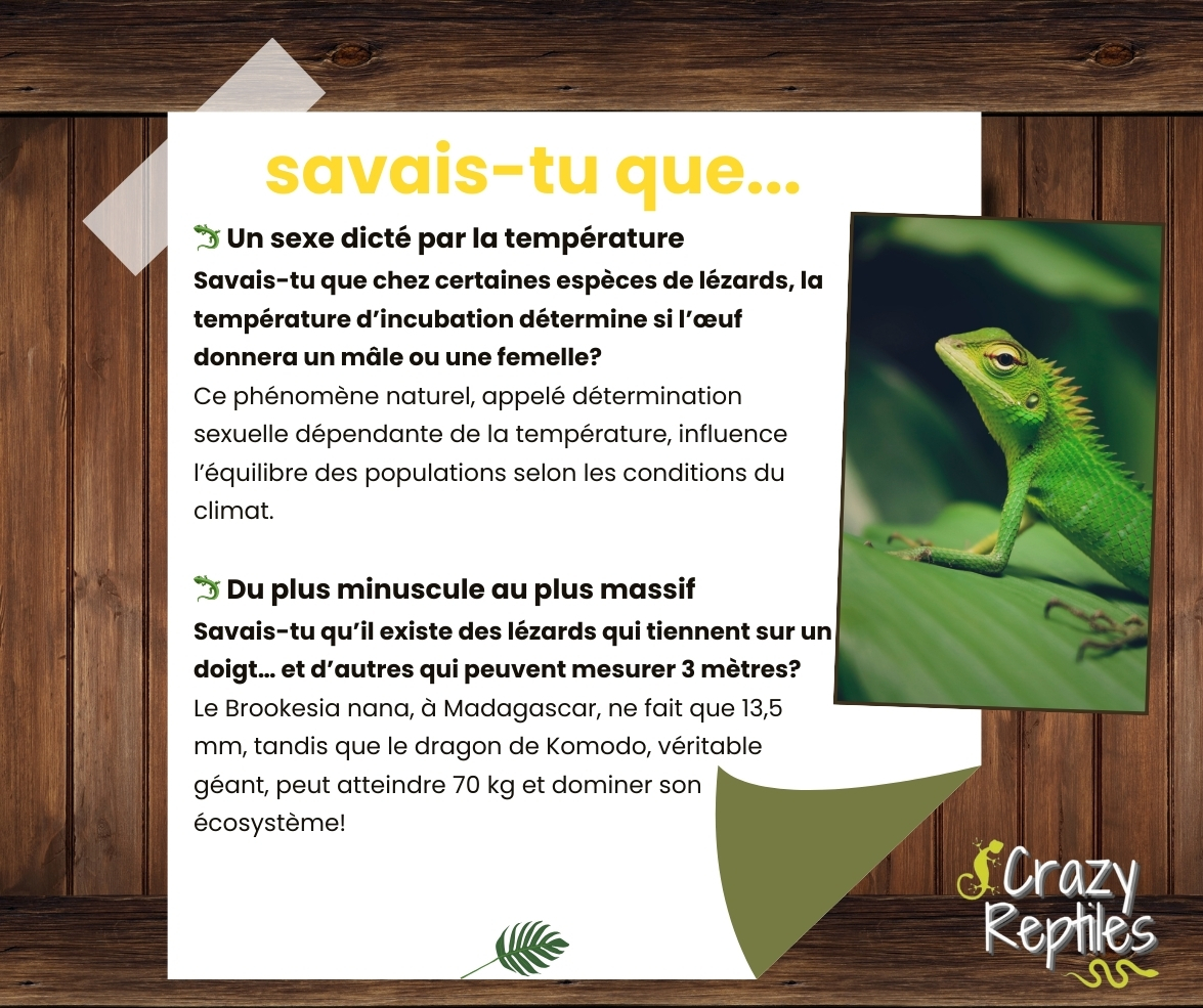 Crazy Reptiles Mauricie - Refuge animalier