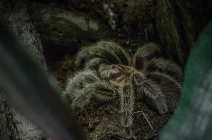 Crazy Reptiles Mauricie - Refuge animalier
