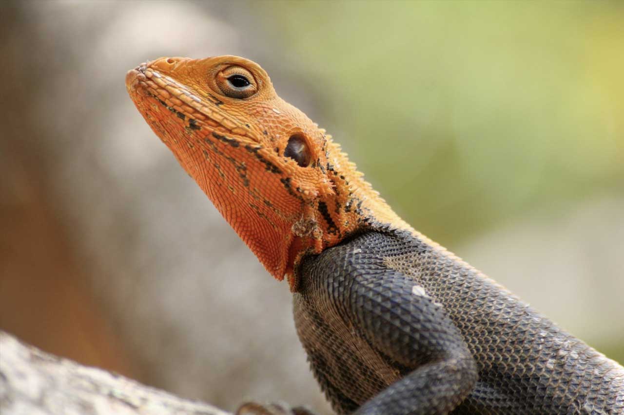 Crazy Reptiles Mauricie - Refuge animalier