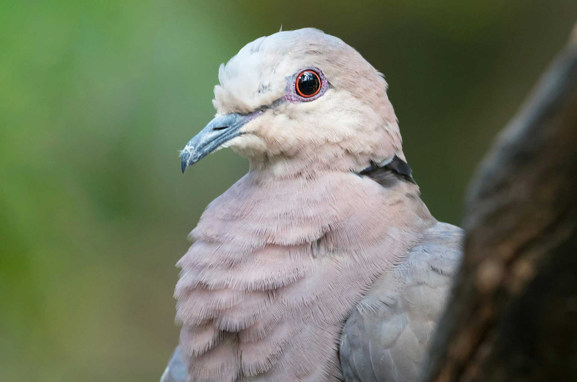 crazy-reptiles-oiseaux1 Crazy Reptiles Mauricie - Refuge animalier