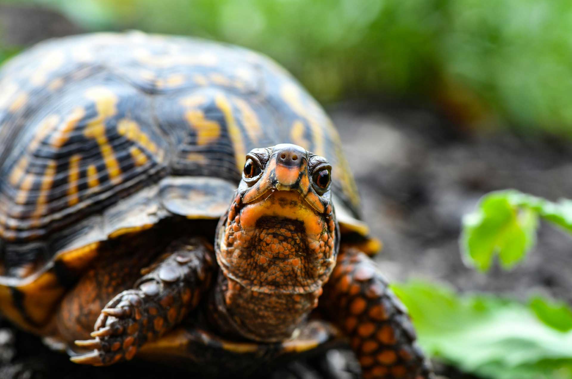crazy-reptiles-tortues1 Crazy Reptiles Mauricie - Refuge animalier