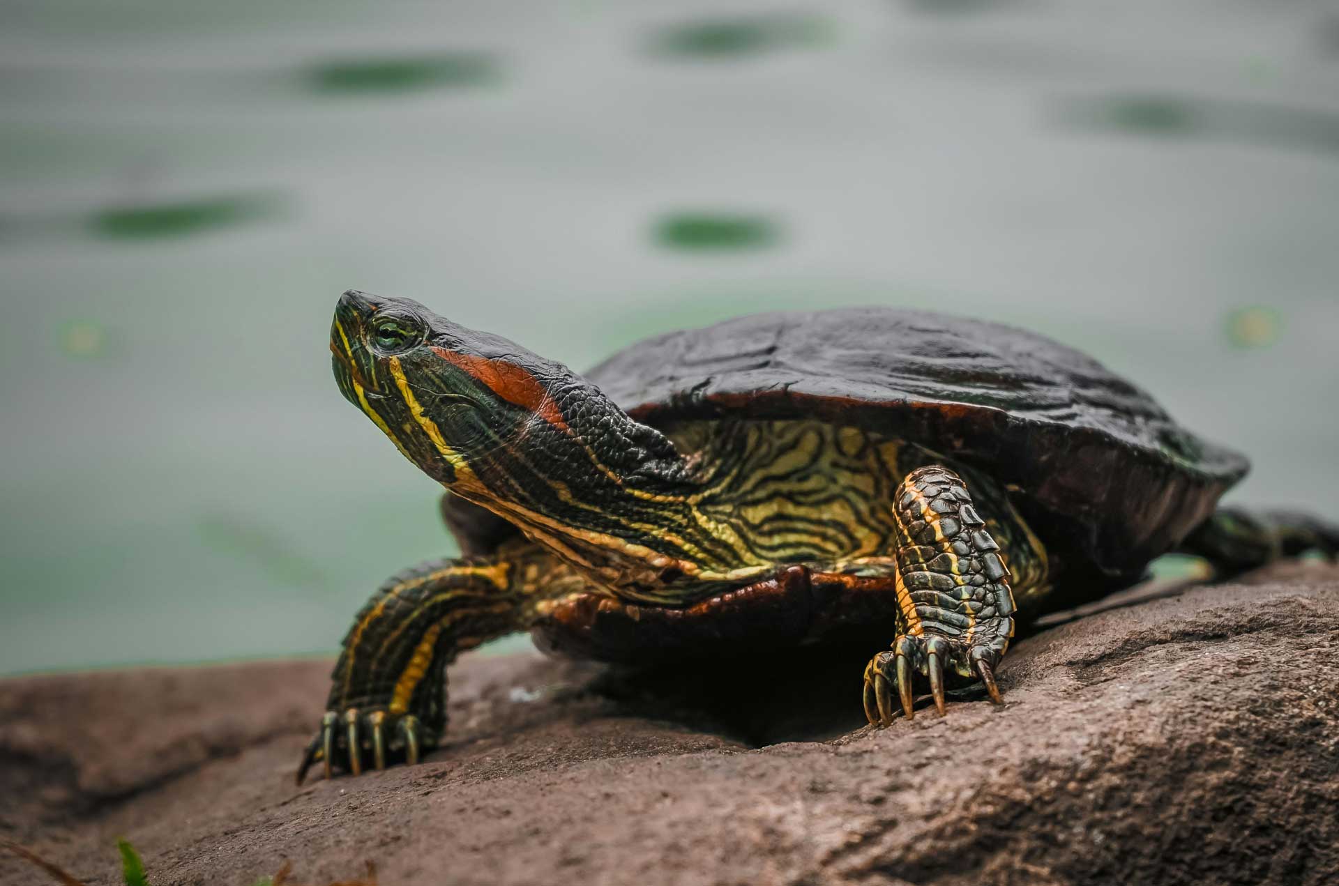 crazy-reptiles-tortues2 Crazy Reptiles Mauricie - Refuge animalier