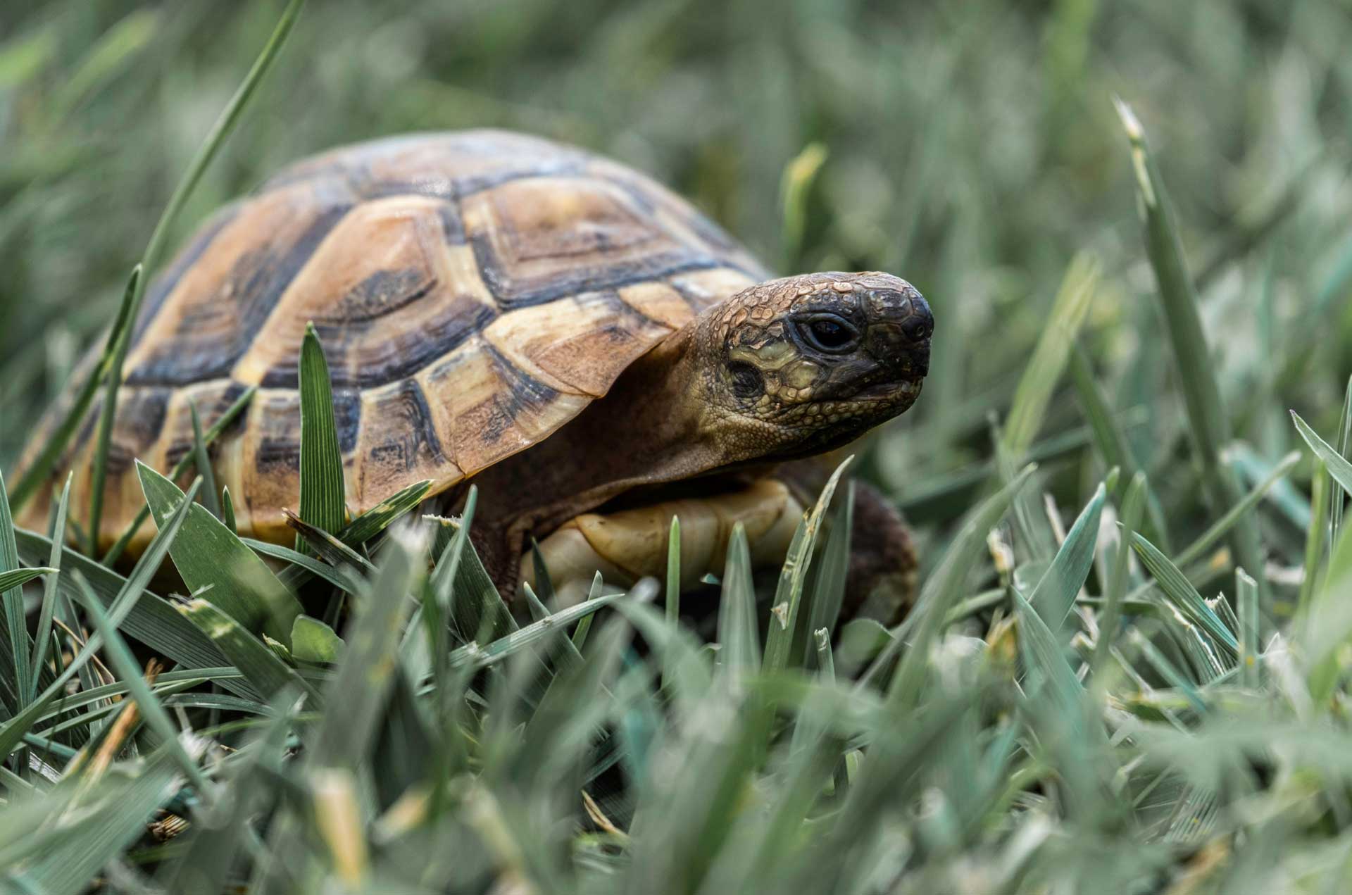 crazy-reptiles-tortues3 Crazy Reptiles Mauricie - Refuge animalier