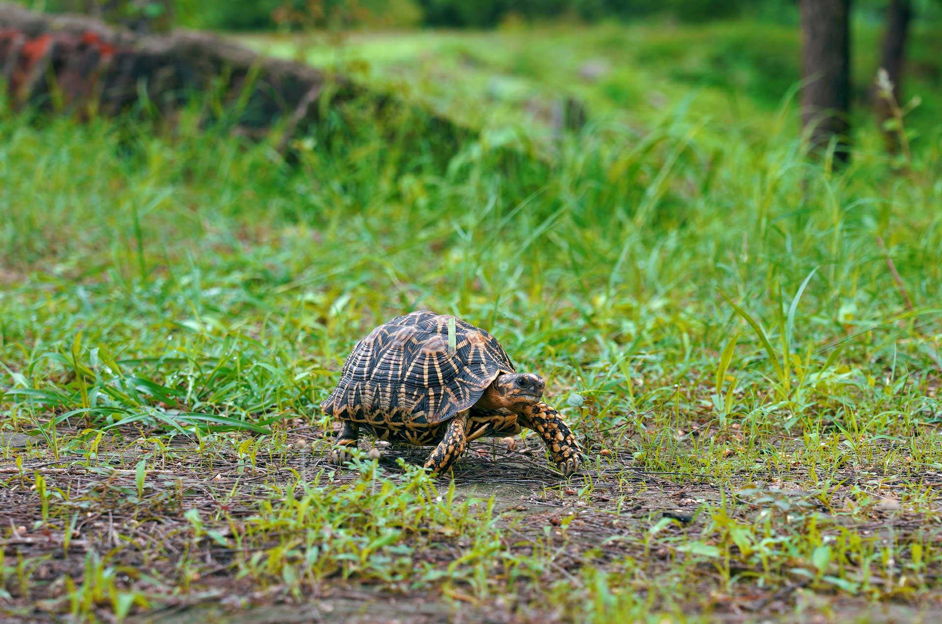 crazy-reptiles-tortues5 Crazy Reptiles Mauricie - Refuge animalier