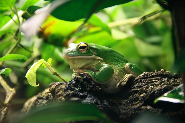 Crazy Reptiles Mauricie - Refuge animalier