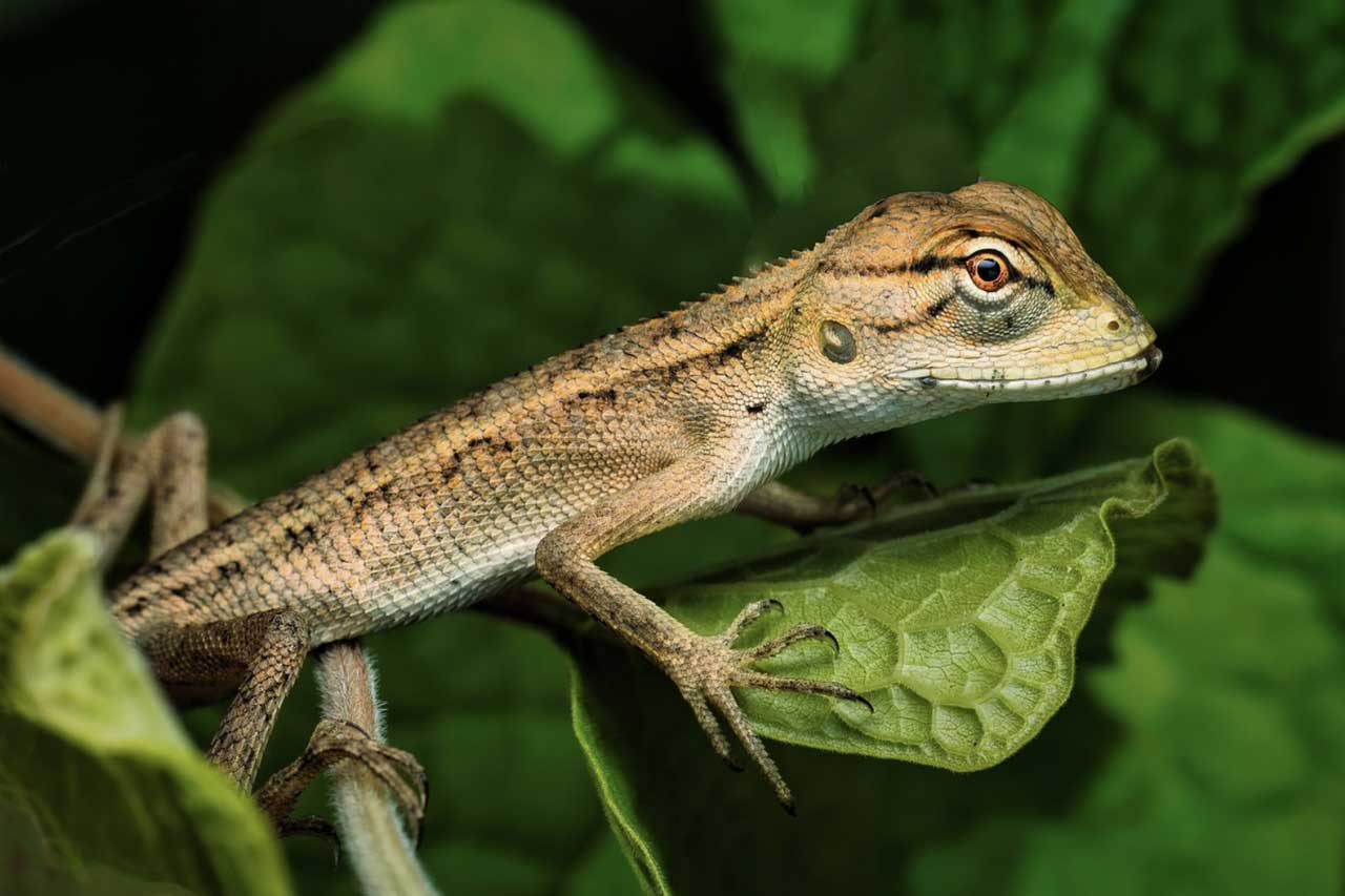 Crazy Reptiles Mauricie - Refuge animalier