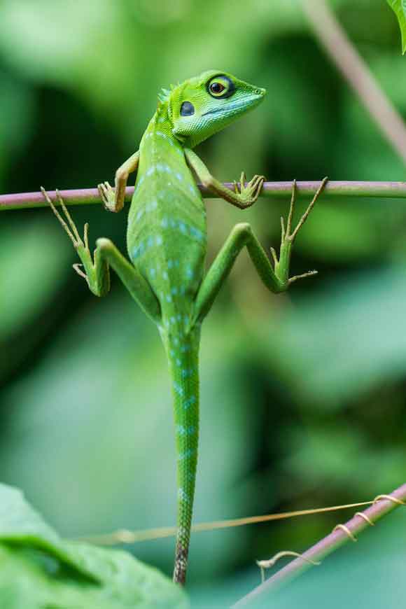 Crazy Reptiles Mauricie - Refuge animalier