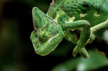 Crazy Reptiles Mauricie - Refuge animalier