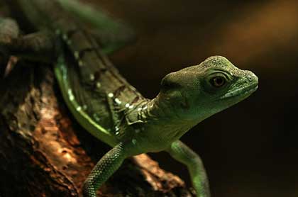 Crazy Reptiles Mauricie - Refuge animalier