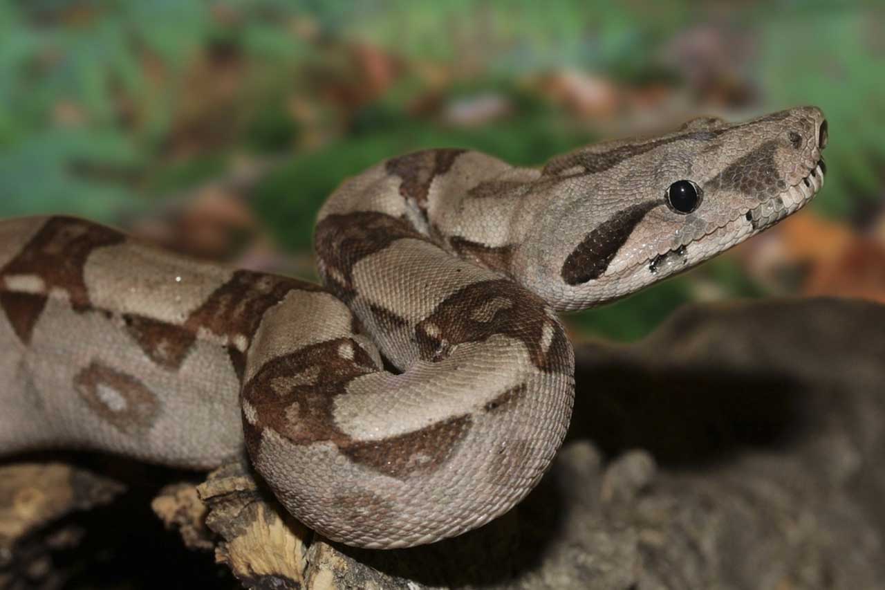 Crazy Reptiles Mauricie - Refuge animalier