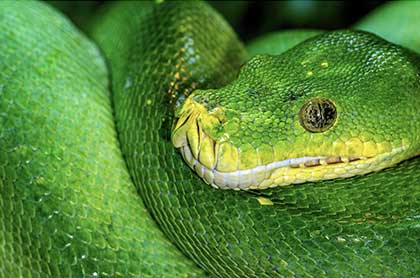 Crazy Reptiles Mauricie - Refuge animalier
