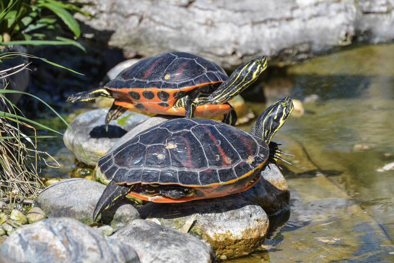 tortue-1 Crazy Reptiles Mauricie - Refuge animalier