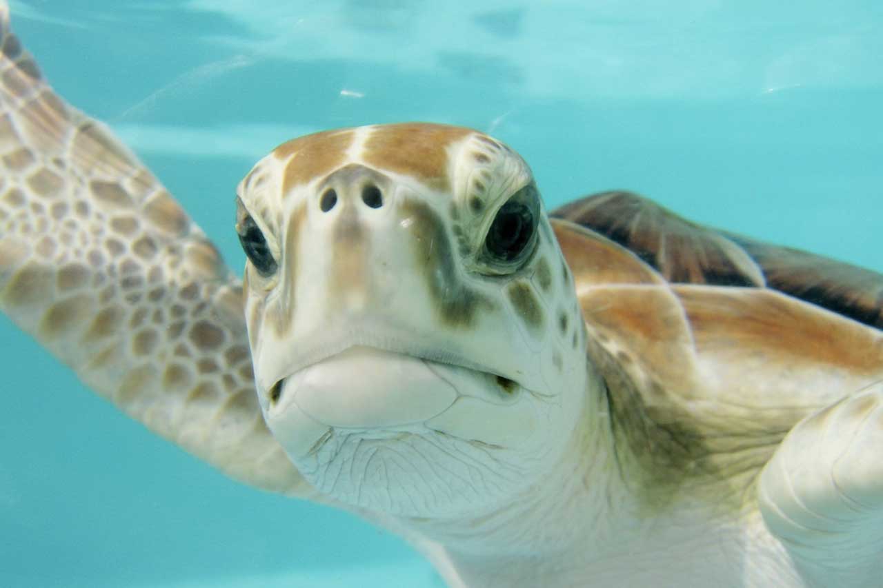 tortue-2 Crazy Reptiles Mauricie - Refuge animalier