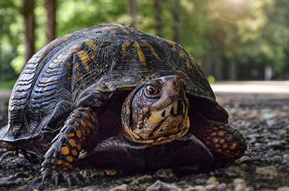 Crazy Reptiles Mauricie - Refuge animalier