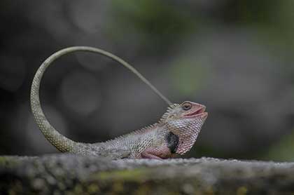 Crazy Reptiles Mauricie - Refuge animalier
