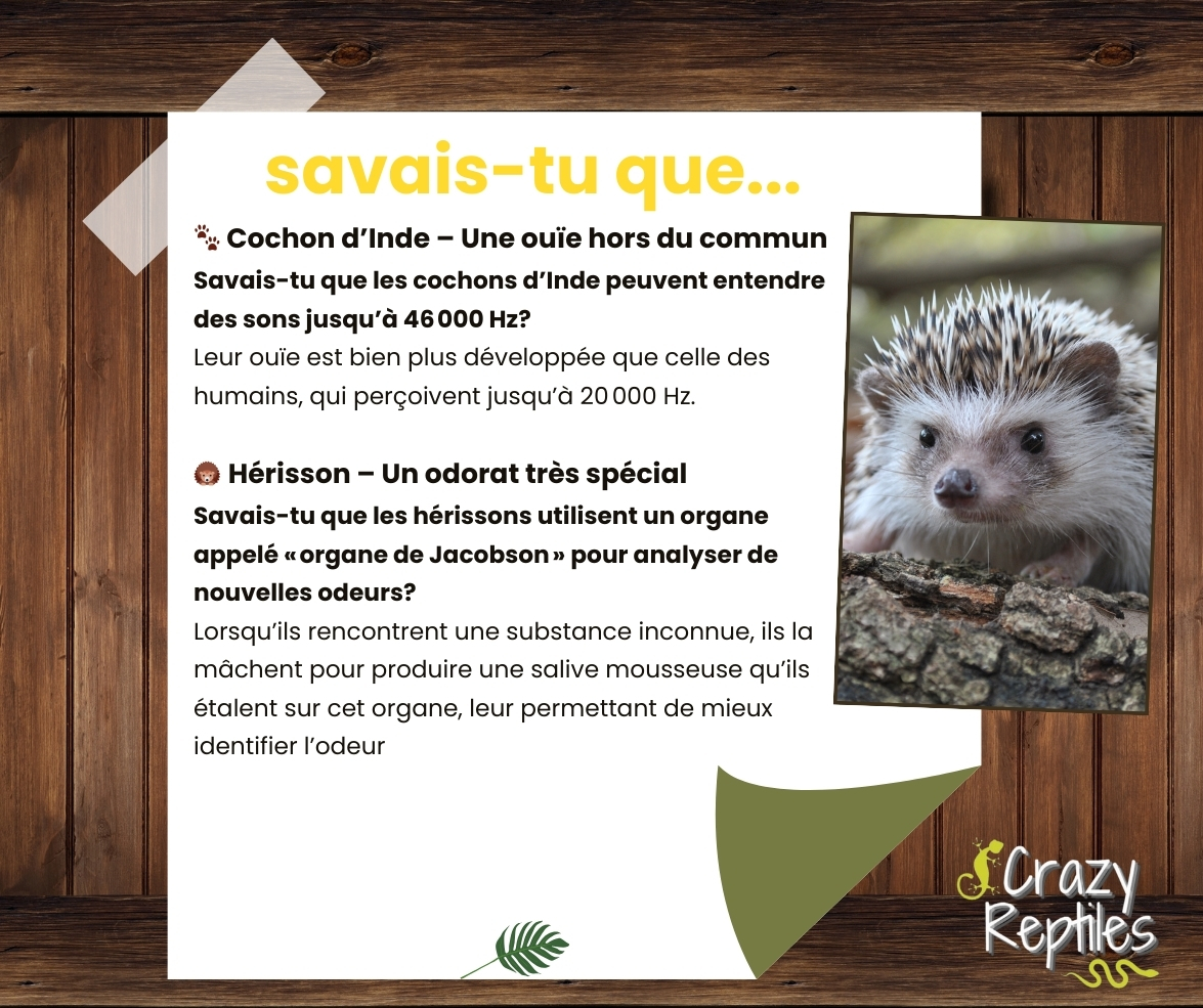 Crazy Reptiles Mauricie - Refuge animalier